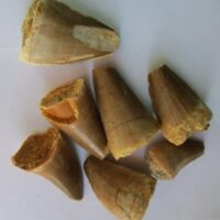 Fossil Mosasaurus Tooth (Incomplete)