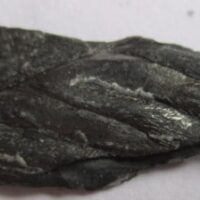 Fossil Plants