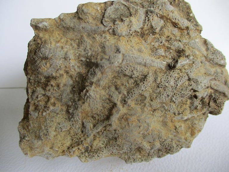 De grootte van deze fossiel koraal plaat is 9 bij 7 cm.