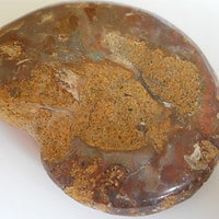 De grootte van deze fossiele ammoniet uit madagaskar is 3.0 cm.
