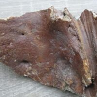 De grootte van deze ijstijd bot fragment is 16 bij 12 bij 3 cm.