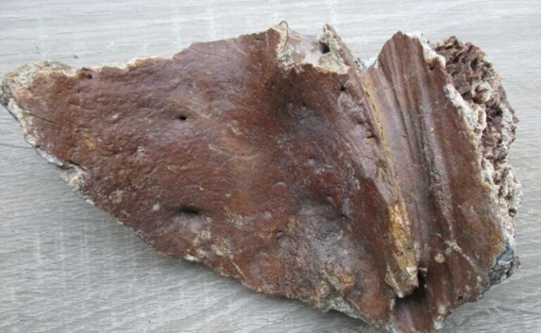 De grootte van deze ijstijd bot fragment is 16 bij 12 bij 3 cm.
