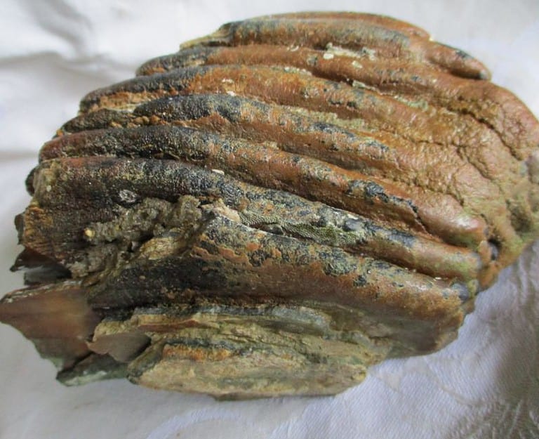 De grootte van deze mammoet tand fragment is 13 bij 8 bij 8 cm.