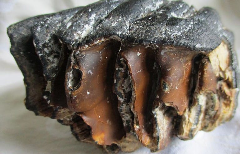 De grootte van deze mammoet tand fragment is 13 bij 8 bij 8 cm.