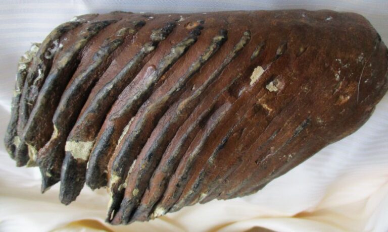 De grootte van deze mammoet tand fragment is 18 bij 11 bij 7 cm.