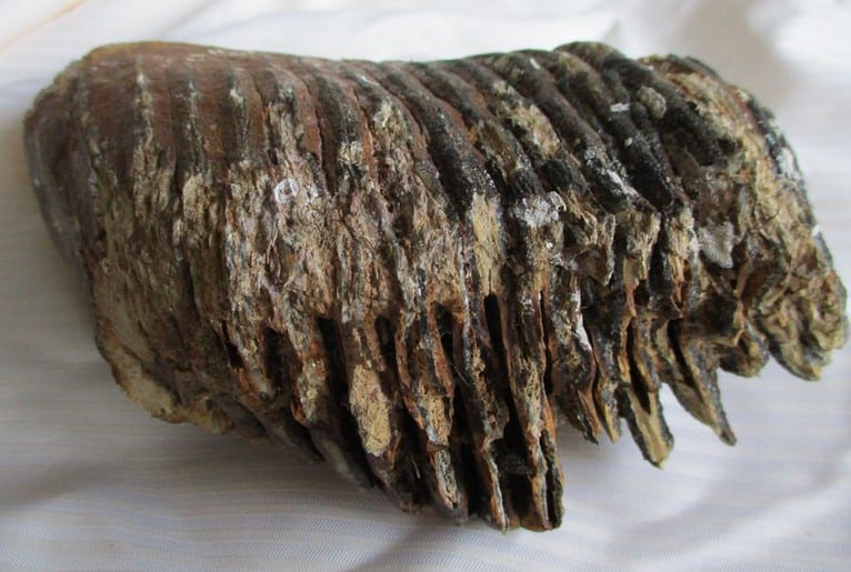 De grootte van deze mammoet tand fragment is 18 bij 11 bij 7 cm.