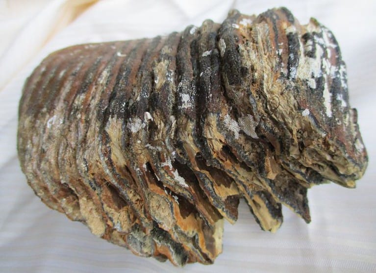 De grootte van deze mammoet tand fragment is 18 bij 11 bij 7 cm.