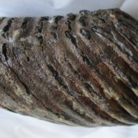 De grootte van deze mammoet tand fragment is 13 bij 9 bij 5 cm.