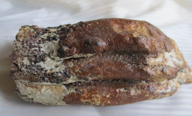 De grootte van deze mammoet tand fragment is 16 bij 8 bij 6 cm.