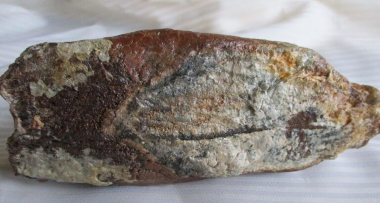 De grootte van deze mammoet tand fragment is 16 bij 8 bij 6 cm.