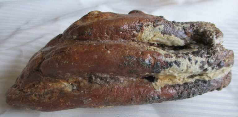 De grootte van deze mammoet tand fragment is 16 bij 8 bij 6 cm.