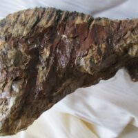 De grootte van deze mammoet tand fragment is 15 bij 12 bij 6 cm.