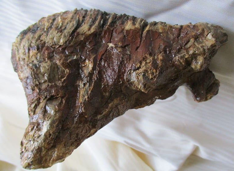 De grootte van deze mammoet tand fragment is 15 bij 12 bij 6 cm.