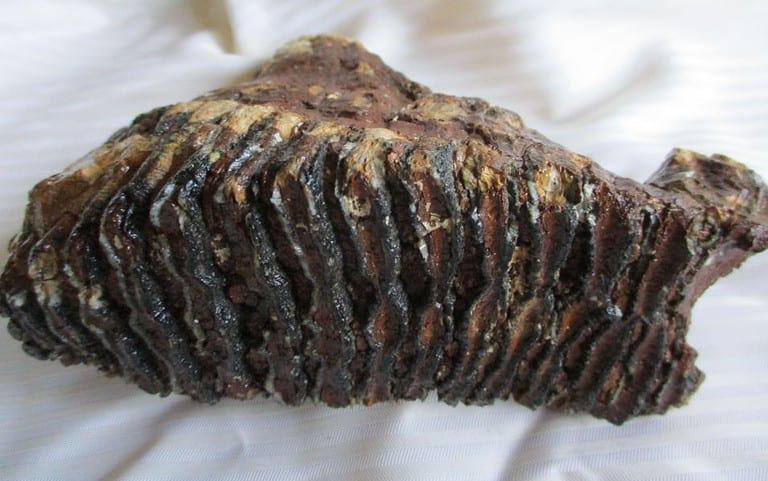 De grootte van deze mammoet tand fragment is 15 bij 12 bij 6 cm.