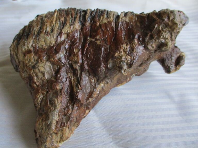 De grootte van deze mammoet tand fragment is 15 bij 12 bij 6 cm.