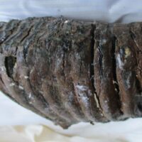 De grootte van deze mammoet tand fragment is 12 bij 12 bij 6 cm.