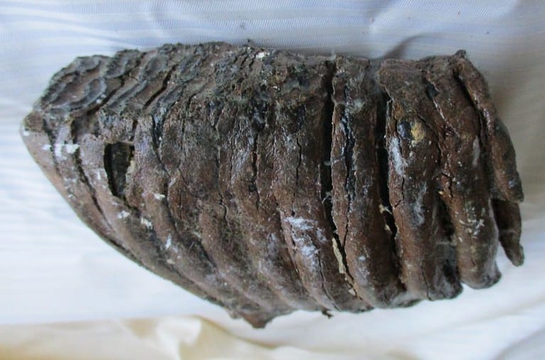 De grootte van deze mammoet tand fragment is 12 bij 12 bij 6 cm.