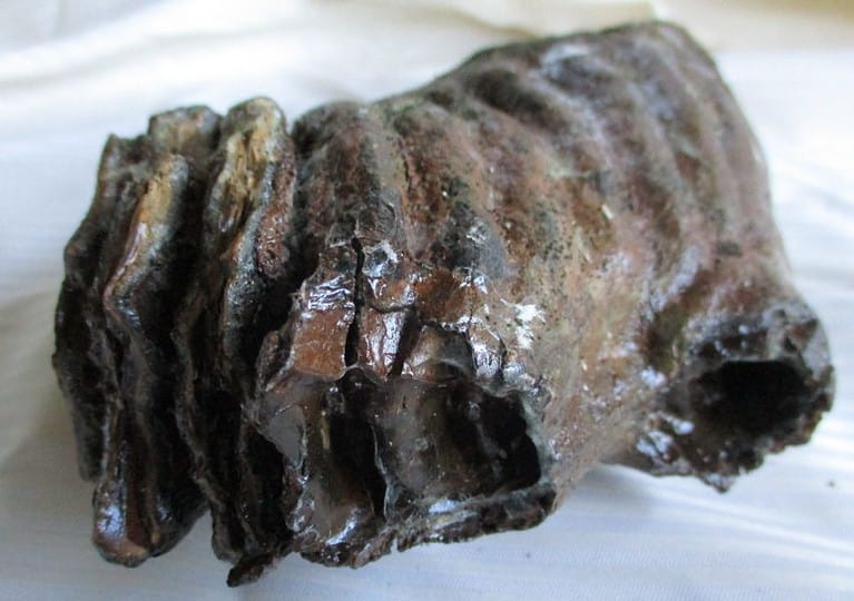 De grootte van deze mammoet tand fragment is 12 bij 12 bij 6 cm.