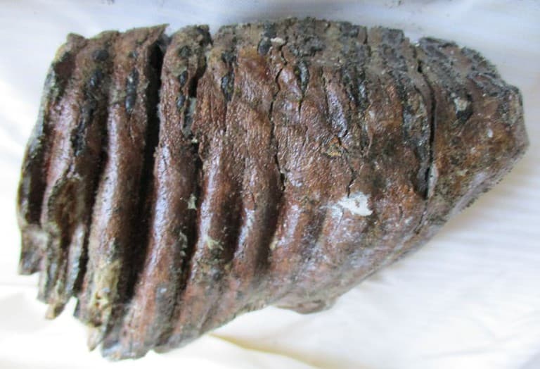 De grootte van deze mammoet tand fragment is 12 bij 12 bij 6 cm.