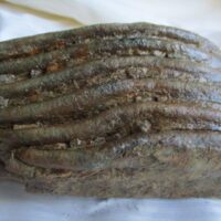 De grootte van deze mammoet tand fragment is 14 bij 7 bij 5 cm.