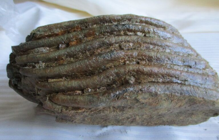 De grootte van deze mammoet tand fragment is 14 bij 7 bij 5 cm.