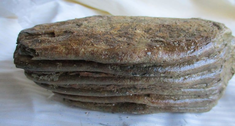 De grootte van deze mammoet tand fragment is 14 bij 7 bij 5 cm.