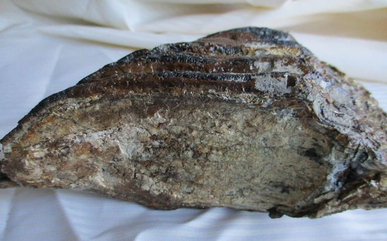 De grootte van deze mammoet tand fragment is 16 bij 12 bij 8 cm.