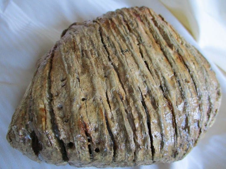 De grootte van deze mammoet tand fragment is 13 bij 13 bij 5 cm.