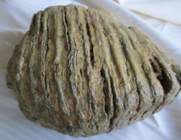 De grootte van deze mammoet tand fragment is 13 bij 13 bij 5 cm.