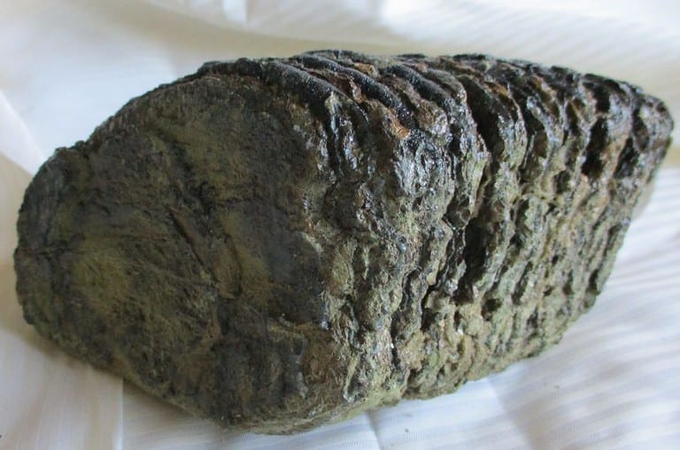 De grootte van deze mammoet tand fragment is 15 bij 14 bij 9 cm.