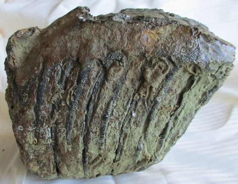 De grootte van deze mammoet tand fragment is 15 bij 14 bij 9 cm.