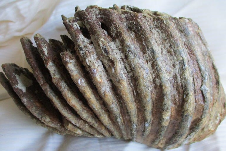 De grootte van deze mammoet tand fragment is 22 bij 18 bij 9 cm.