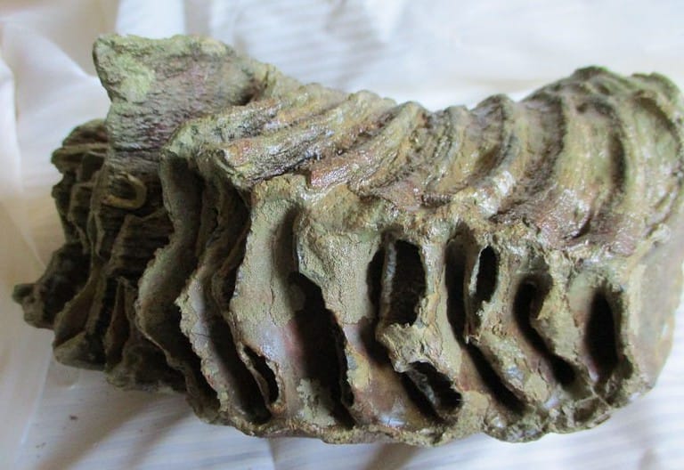 De grootte van deze mammoet tand fragment is 22 bij 18 bij 9 cm.