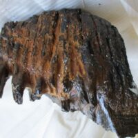 Mammoth Molar (fragment)