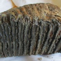 De grootte van deze mammoet tand fragment is 22 bij 18 bij 7 cm.