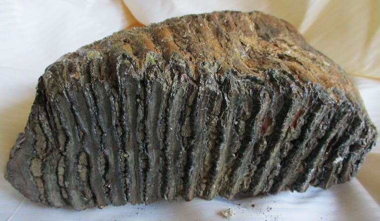 De grootte van deze mammoet tand fragment is 22 bij 18 bij 7 cm.