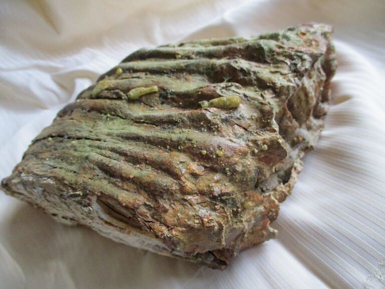 De grootte van deze mammoet tand fragment is 19 bij 15 bij 9 cm.