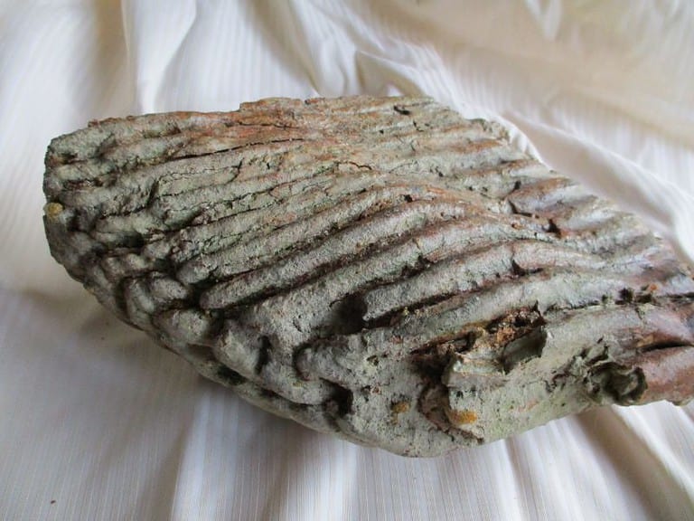 De grootte van deze mammoet tand fragment is 19 bij 15 bij 9 cm.