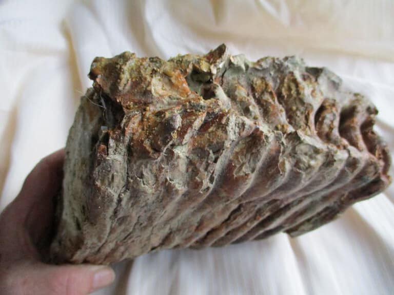 De grootte van deze mammoet tand fragment is 19 bij 15 bij 9 cm.