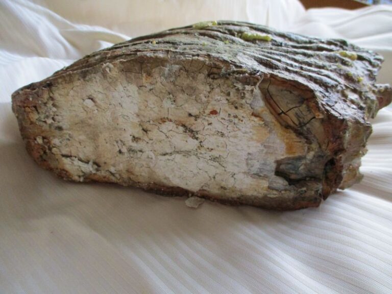 De grootte van deze mammoet tand fragment is 19 bij 15 bij 9 cm.