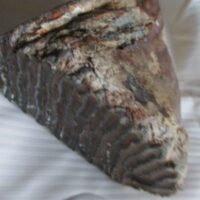 De grootte van deze mammoet tand fragment is 12 bij 10 bij 7 cm.