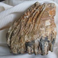 Mammoth Molar (fragment)