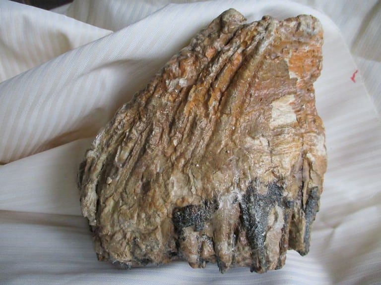 De grootte van deze mammoet tand fragment is 14 bij 14 bij 5 cm.