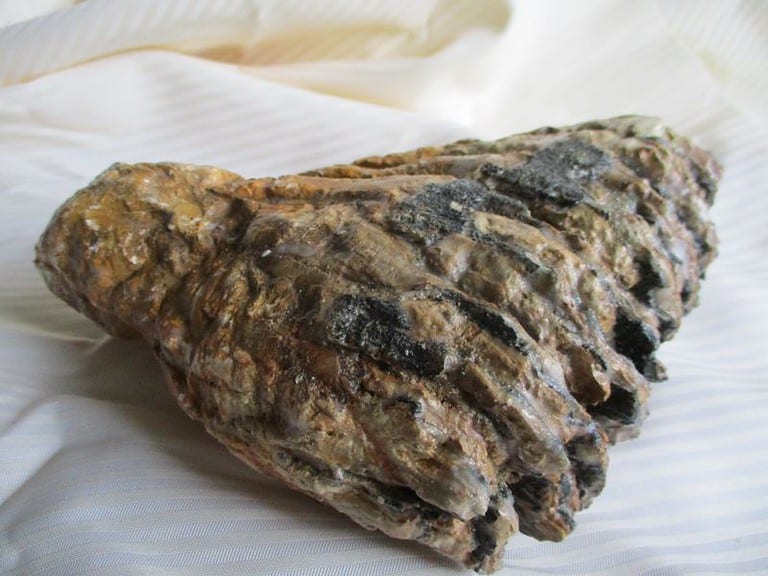 De grootte van deze mammoet tand fragment is 14 bij 14 bij 5 cm.