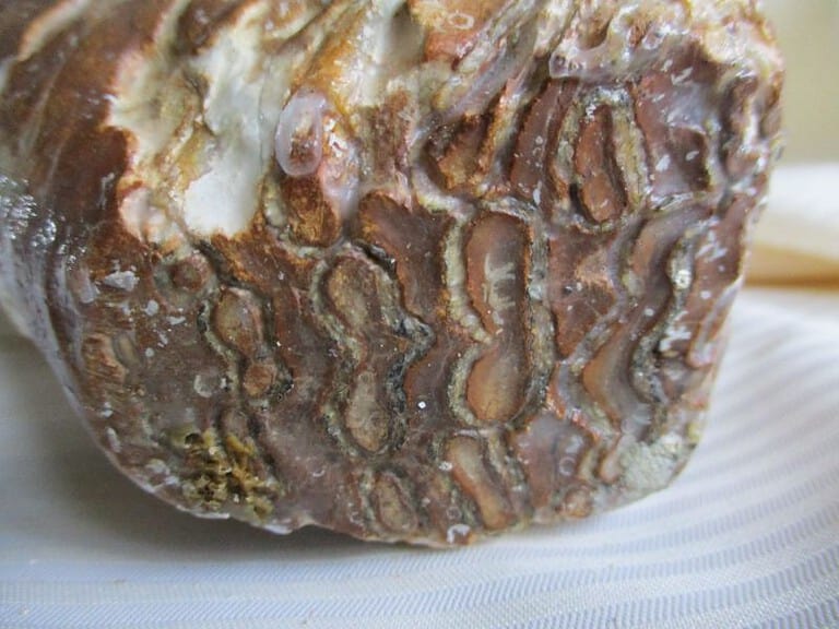 De grootte van deze mammoet tand fragment is 20 bij 16 bij 8 cm.