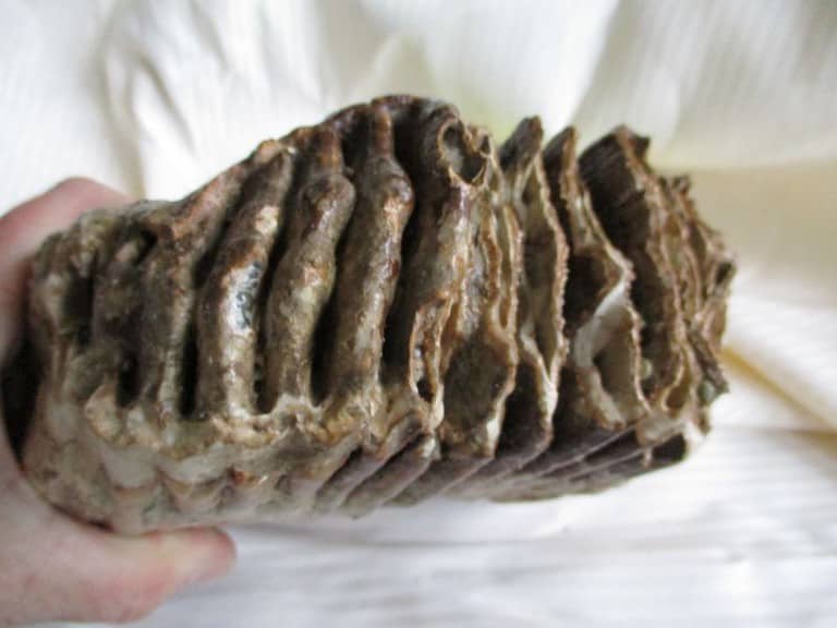 De grootte van deze mammoet tand fragment is 20 bij 16 bij 8 cm.