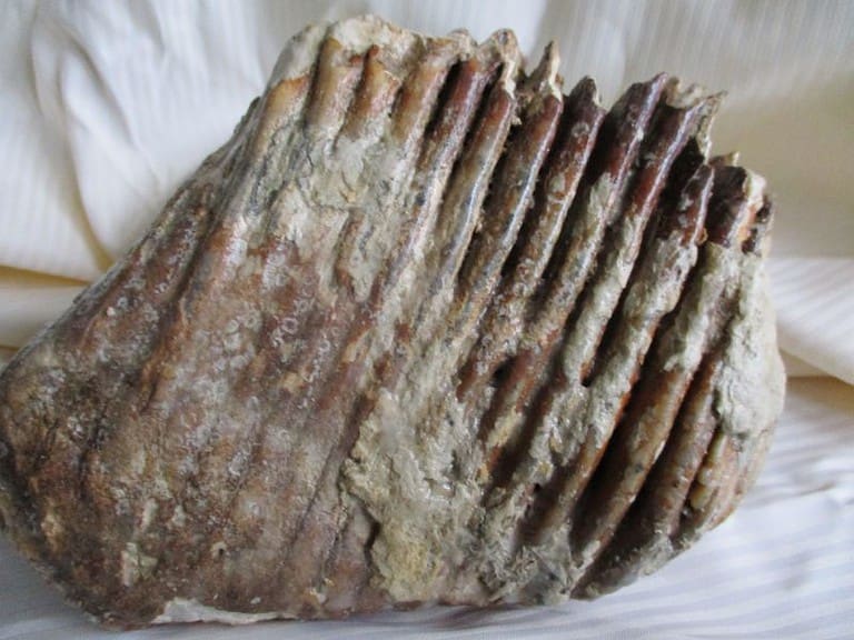 De grootte van deze mammoet tand fragment is 20 bij 16 bij 8 cm.