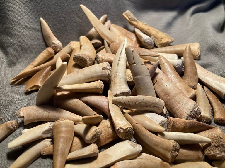 De grootte van deze enchodus tand is ongeveer 6 cm. U ontvangt één exemplaar vergelijkbaar met die op de foto. Let op, de tanden zijn gerestaureerd.