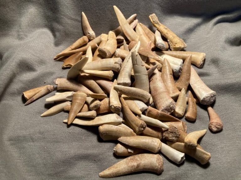 De grootte van deze enchodus tand is ongeveer 6 cm. U ontvangt één exemplaar vergelijkbaar met die op de foto. Let op, de tanden zijn gerestaureerd.