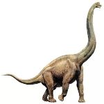 Sauropod